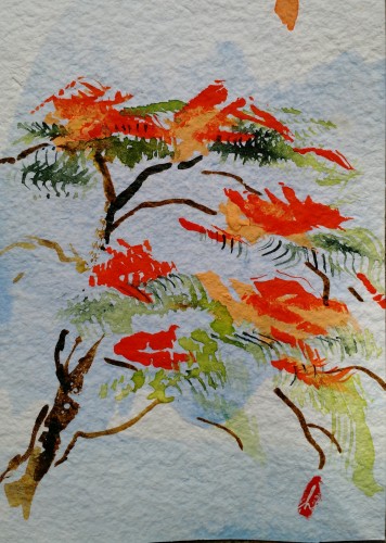 Drawing of blooming limbs of poinciana tree.