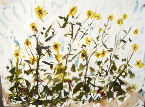 Honoria Startuck's gouache painting of wild sunflowers in Texas.